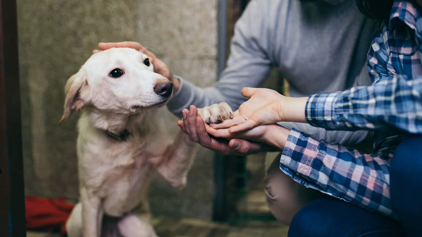 Día Mundial Del Perro: Los Beneficios Que Trae A Tu Vida Adoptar A Una ...