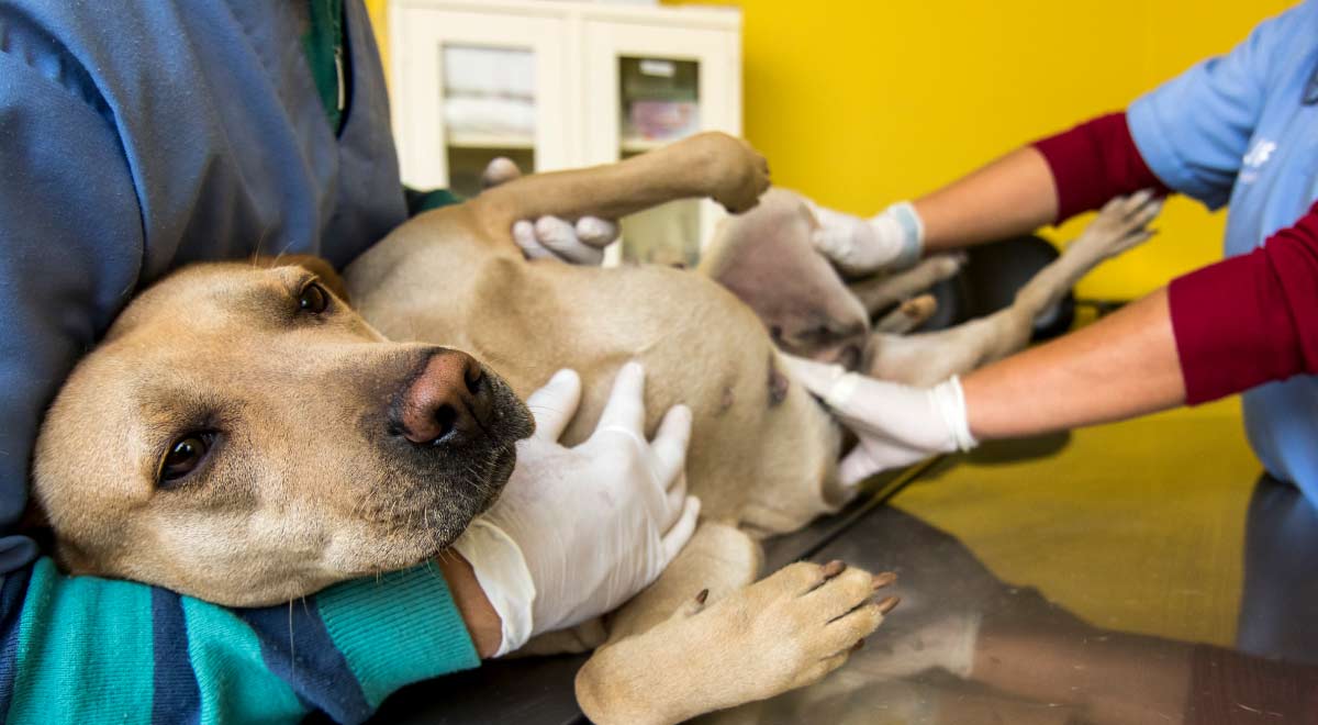 Ley Cuatro Patas Ejecutivo Oficializa La Esterilización De Mascotas