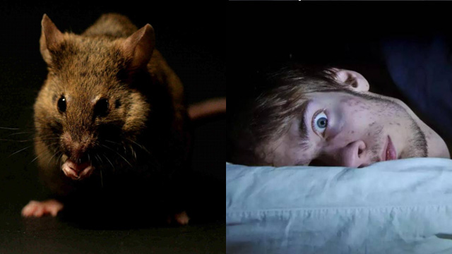 Que Significa Soñar Con Ratas Muertas En La Cama