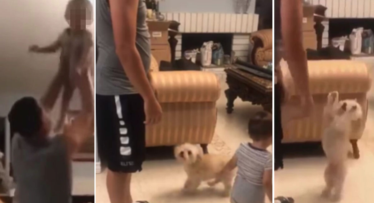 TikTok viral: perrito observa que su dueño está cargando a su bebé y sorprende con singular reacción