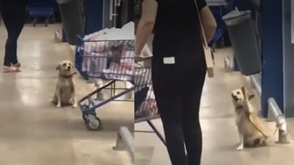 Facebook viral: perrito se despide de los clientes de un supermercado y ...