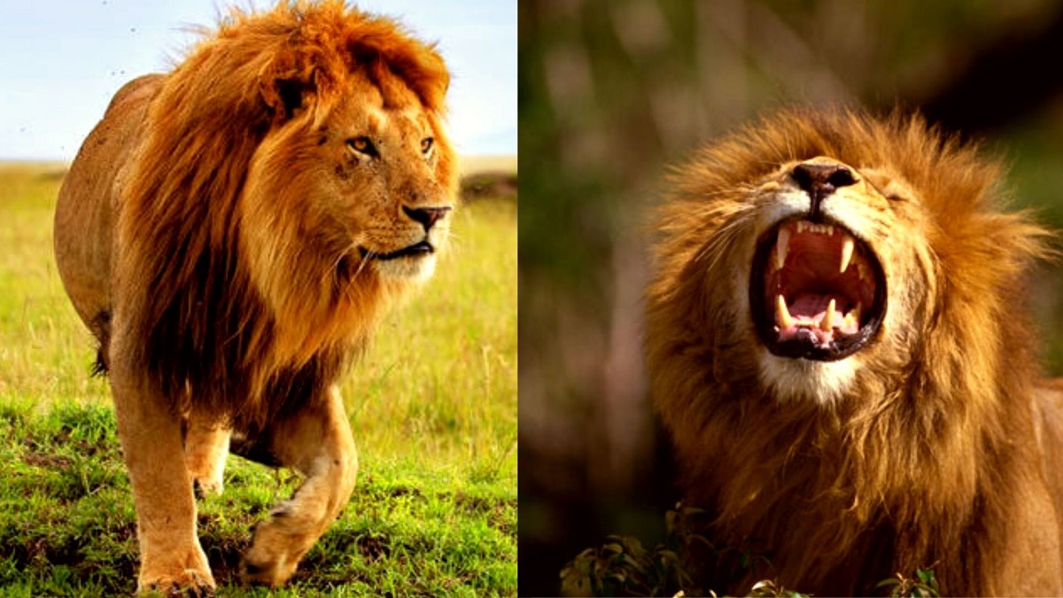 Qué significa soñar con leones: mirá el significado de porque esto ocurre |  El Popular