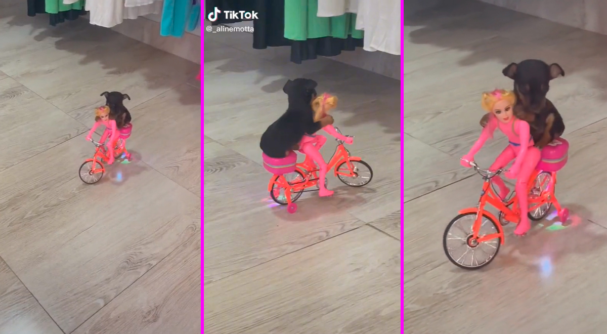 TikTok video viral: Joven pasea a su perrito en una bicicleta de ...