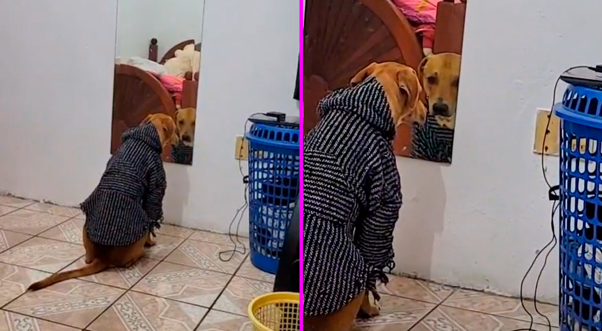 Perrito se queda 'congelado' observando su reflejo en el espejo y su concentración es viral [VIDEO]