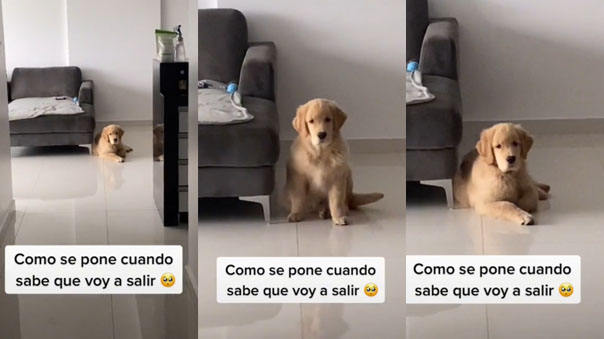 Perrito se vuelve viral con singular reacción al ver que su dueña iba a salir