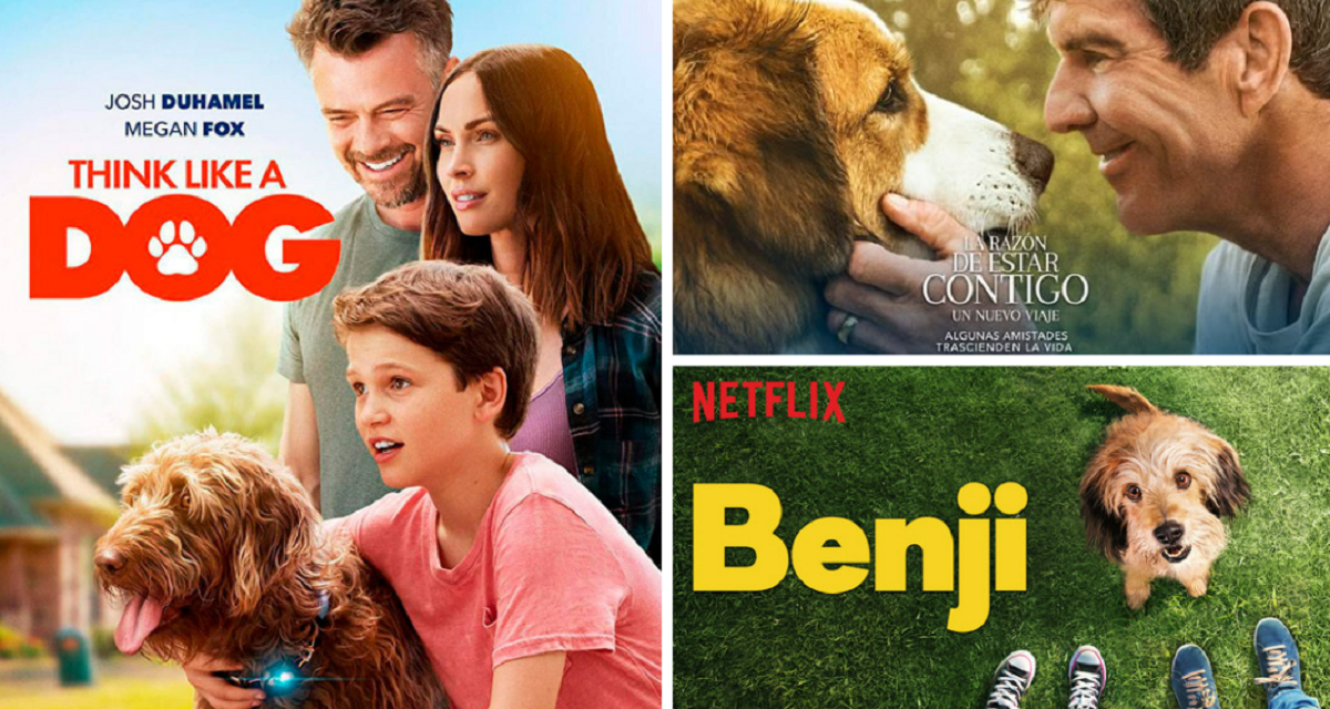 Misterio película Netflix: películas para ver en streaming si te gustó la  cinta del lobo que fue confundido por un perro | El Popular
