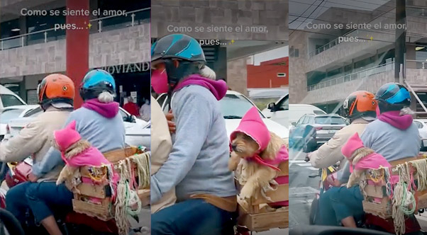 ¡No la dejan! Pareja acondiciona moto para llevar a su perrita de paseo y se vuelven virales en TikTok