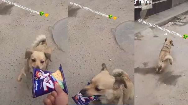 Perrito le roba su cereal a niño que lo grababa y su singular huida se vuelve viral