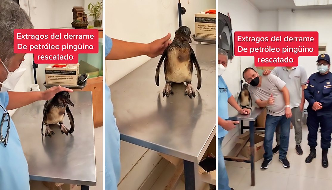 El video de un pingüinito de Humboldt rescatado del derrame de petróleo se ha vuelto viral en TikTok