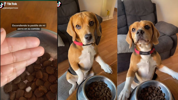 Joven esconde pastilla de su perro en su comida y reacción de su mascota se vuelve viral