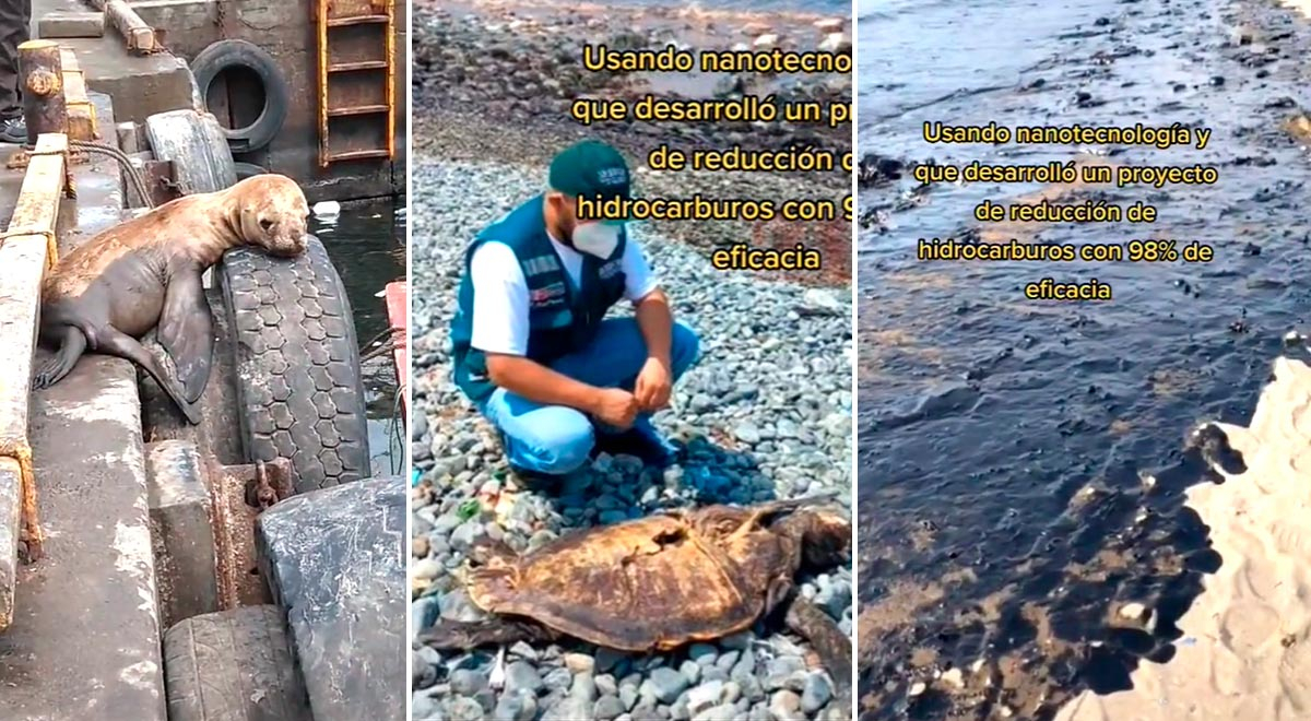 El video de un lobo marino rescatado "pidiendo" ayuda tras el derrame de petróleo se vuelve viral