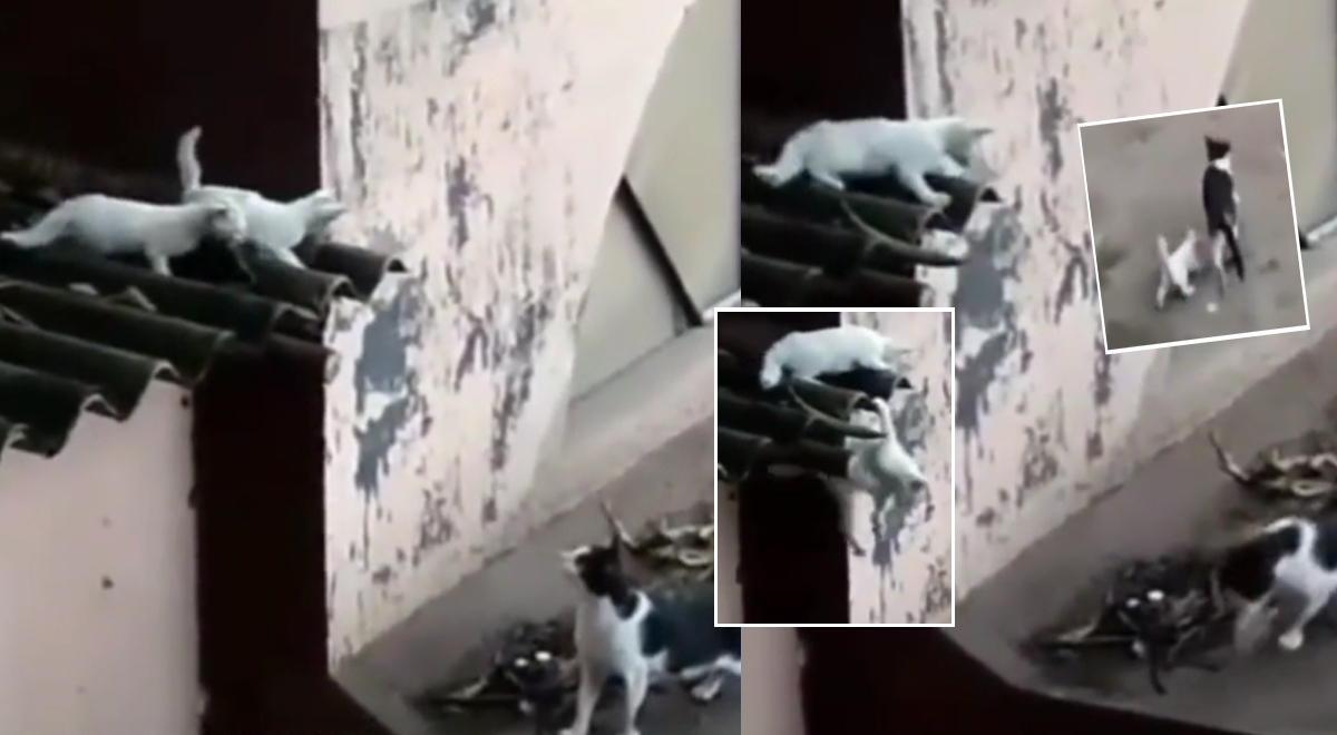 Gato techero ‘enseña’ a sus crías a saltar desde una azotea, pero uno se revela y cae al vacío [VIDEO]