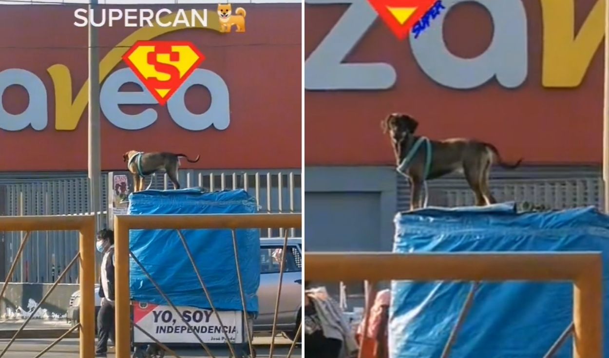 TikTok video viral Perú: Vendedor ambulante lleva a su perrito al ...