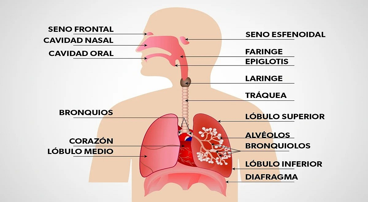 Sistema Respiratorio Qu Es Cu Les Son Sus Funciones Y Partes Del Cuerpo Humano El Popular