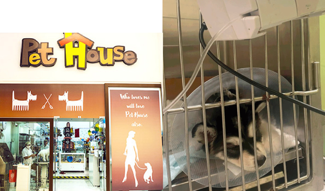 Surco denuncian a tienda de mascotas del Jockey por vender cachorro con parvovirus El Popular