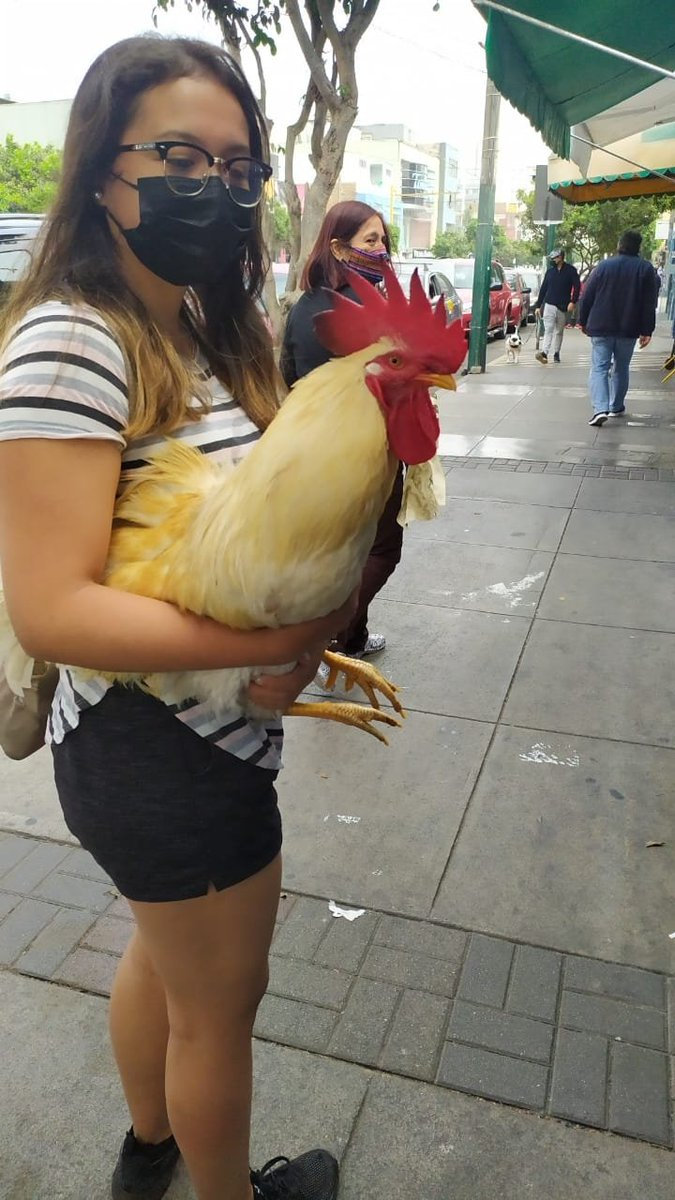 Twitter foto viral: peruana es captada cargando a su gallo en plena calle  de Jesús María y su singular mascota se vuelve viral, redes sociales | El  Popular