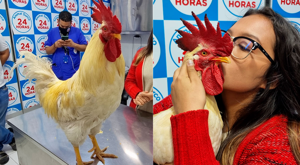 Gallo Claudio: Dueña de ave le gana a la Municipalidad de Jesús María y no  pagará multa de S/ 920