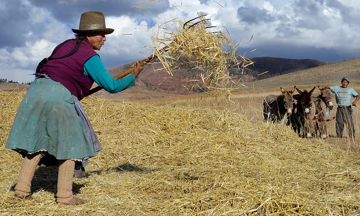 Día del Campesino ¿Por qué se celebra cada 24 de junio? El Popular