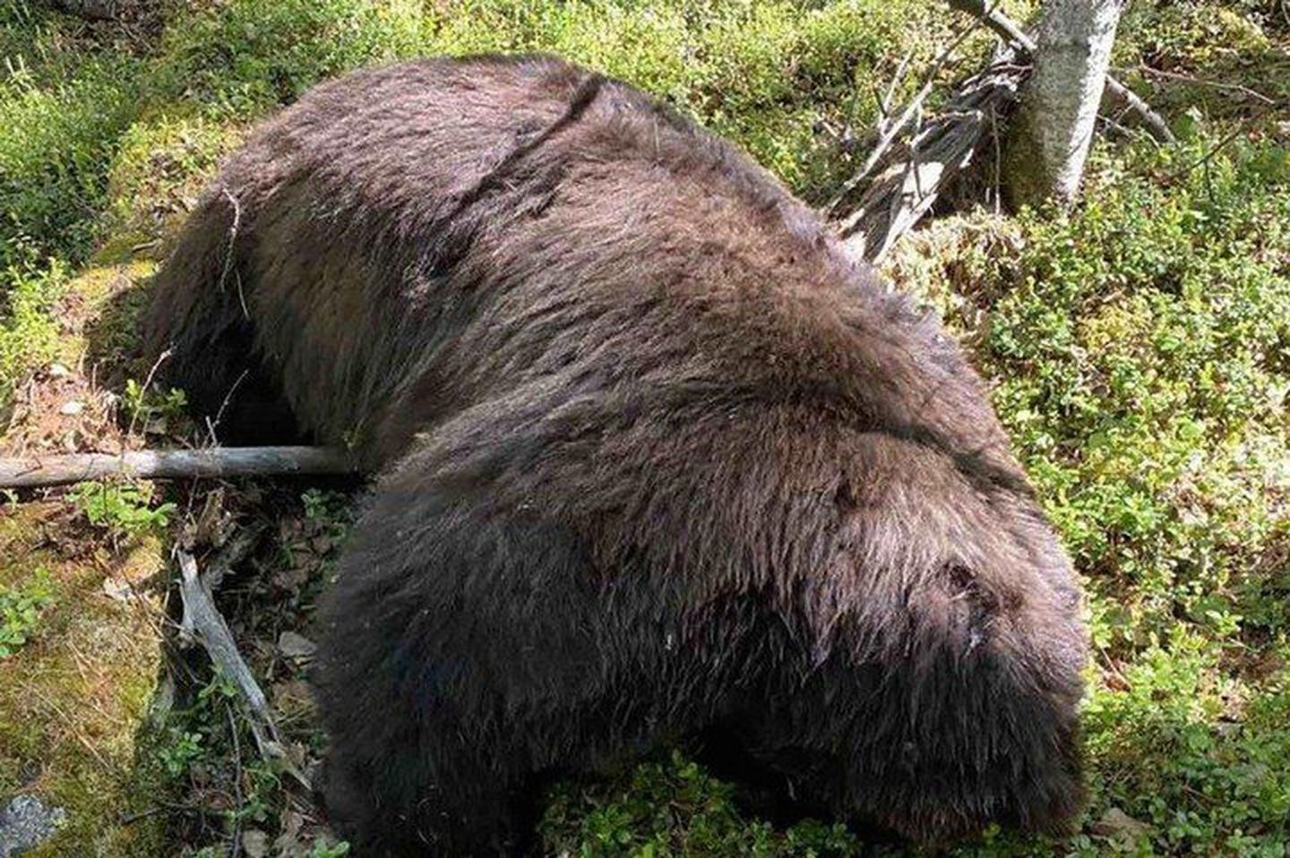 фото погибшего от медведя
