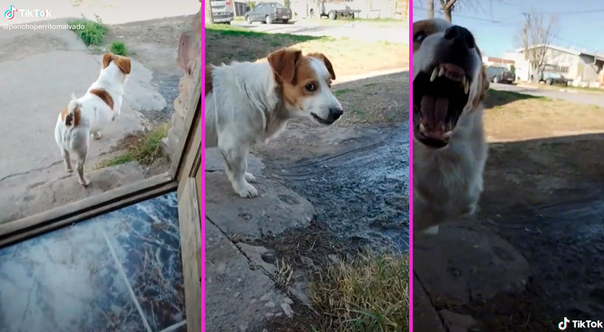 Tiktok Viral Le Dedica Mi Bebito Fiu Fiu A Su Perrito Pero No Se Esperaba Su Reacción “no 6742