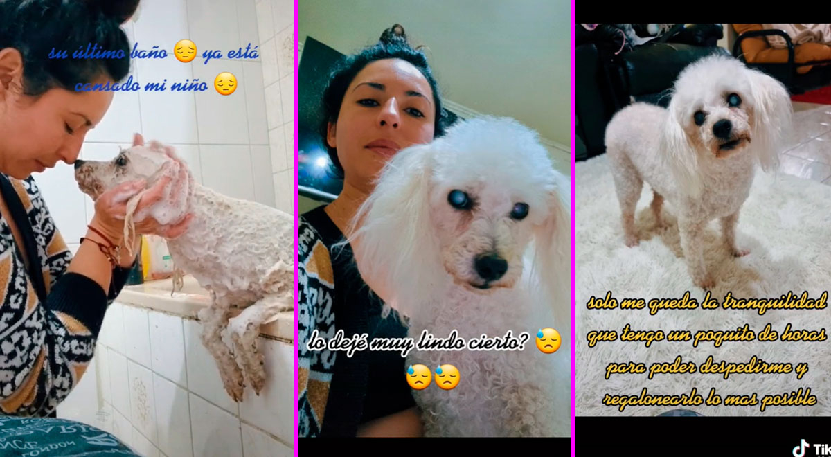 TikTok viral: Decide dormir a su perrito enfermo y se despide de él con ...