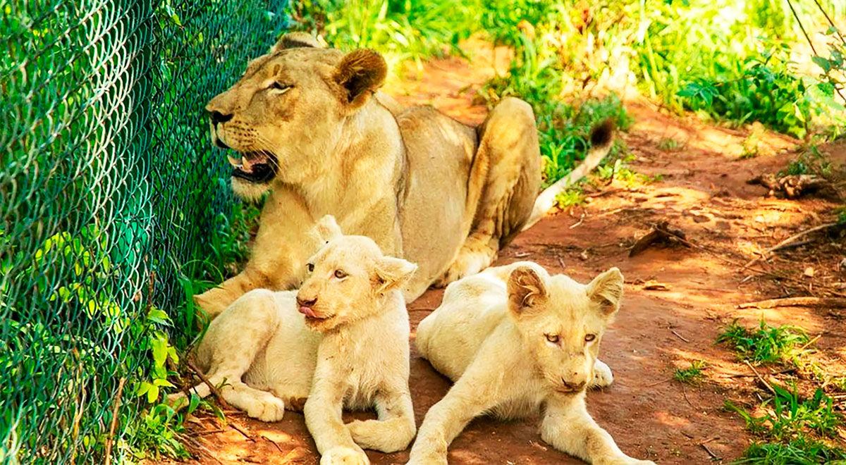 África: león blanco mutila a muerte a hombre que intentó robar su cachorro  en zoológico de Ghana | El Popular