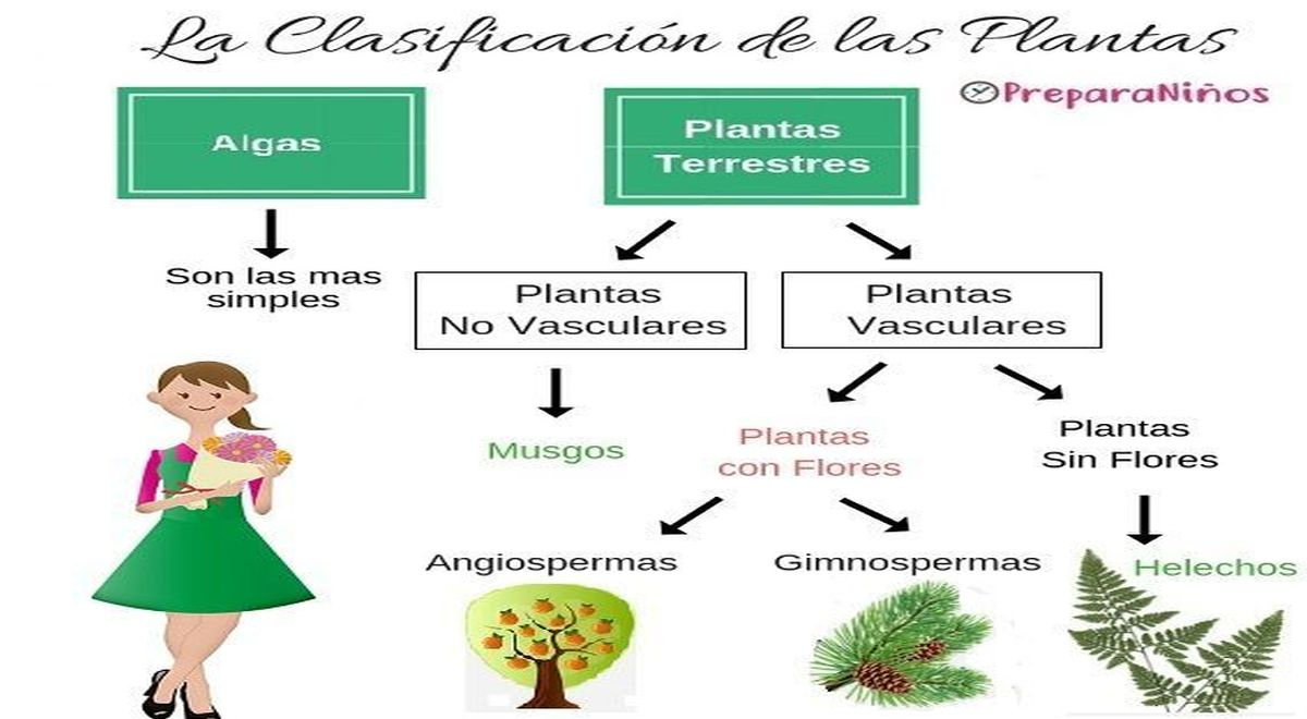 Funciones De Las Plantas Conoce Cu Les Son Y Por Qu Son Tan Importantes El Popular