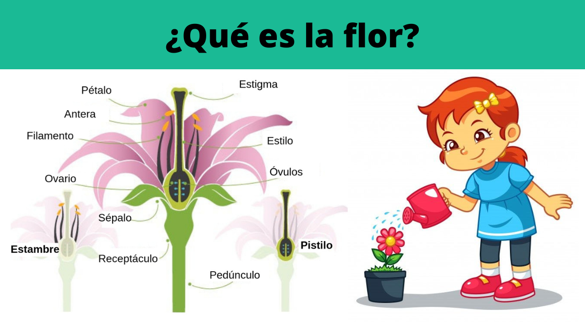 Qué es la flor y cuáles son sus partes? | El Popular