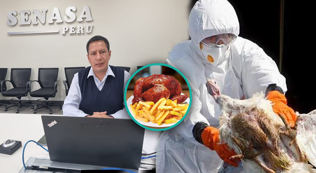 Gripe aviar en Perú: ¿Podemos consumir pollo en nuestros hogares?, video |  El Popular