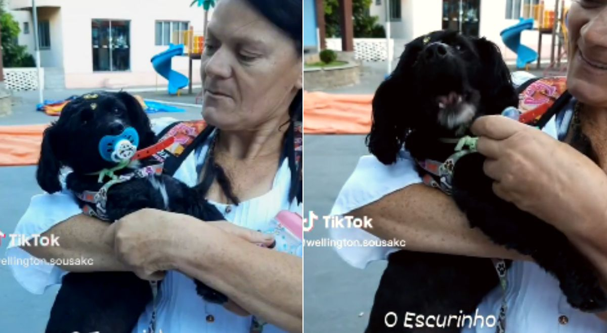 TikTok viral: Perrito llora si le quitan su biberón y se vuelve viral ...