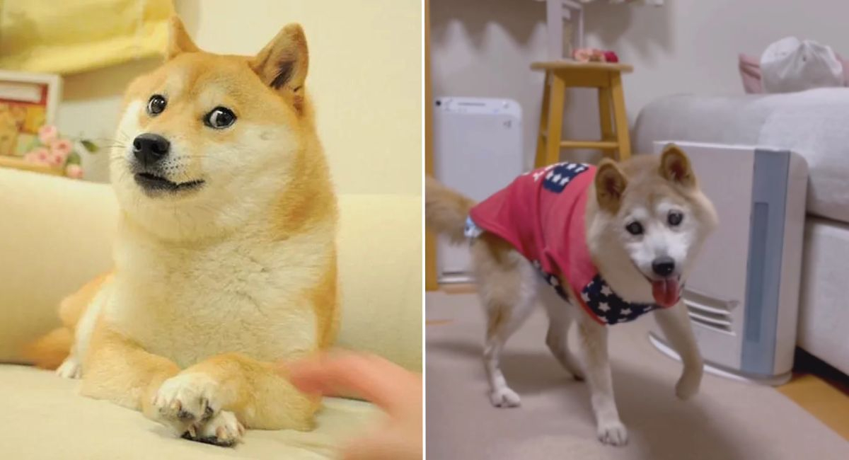 Kabosu, la perrita del famoso meme, es detectada con leucemia a sus 17