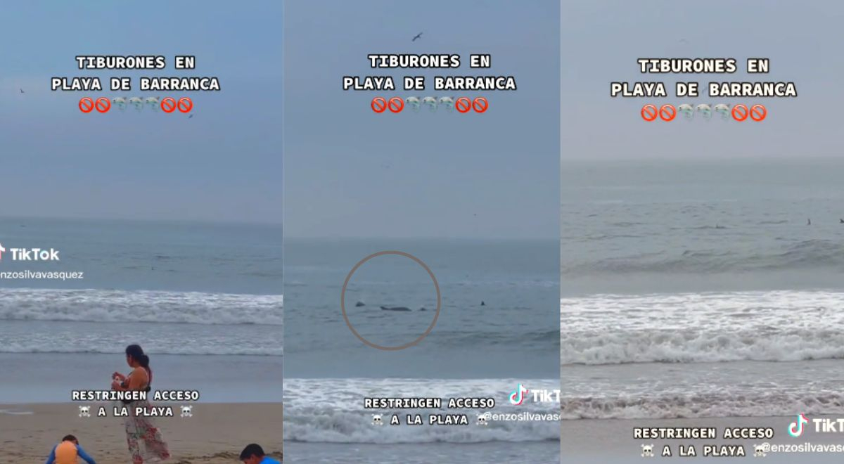 Tiktok Viral Perú Usuario En Tiktok Capta A Supuestostiburones En Una Playa De Barranca Y 4553