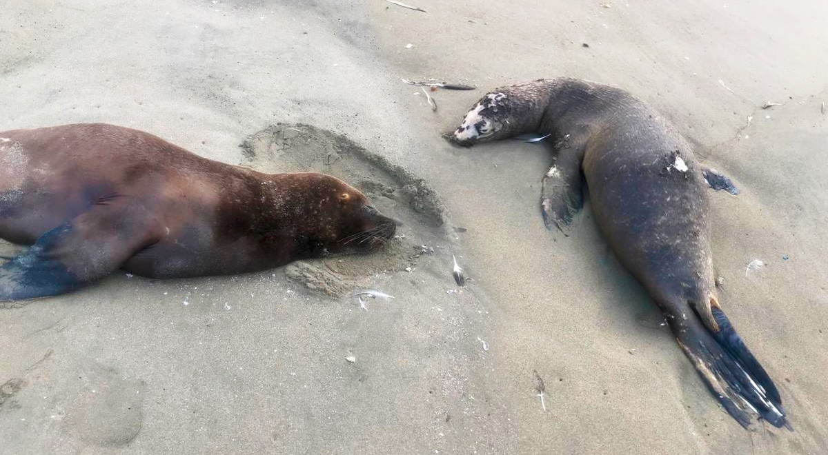 Aparecen lobos marinos varados y muertos en playa Sarapampa, en Asia |  Panamericana Sur | | El Popular