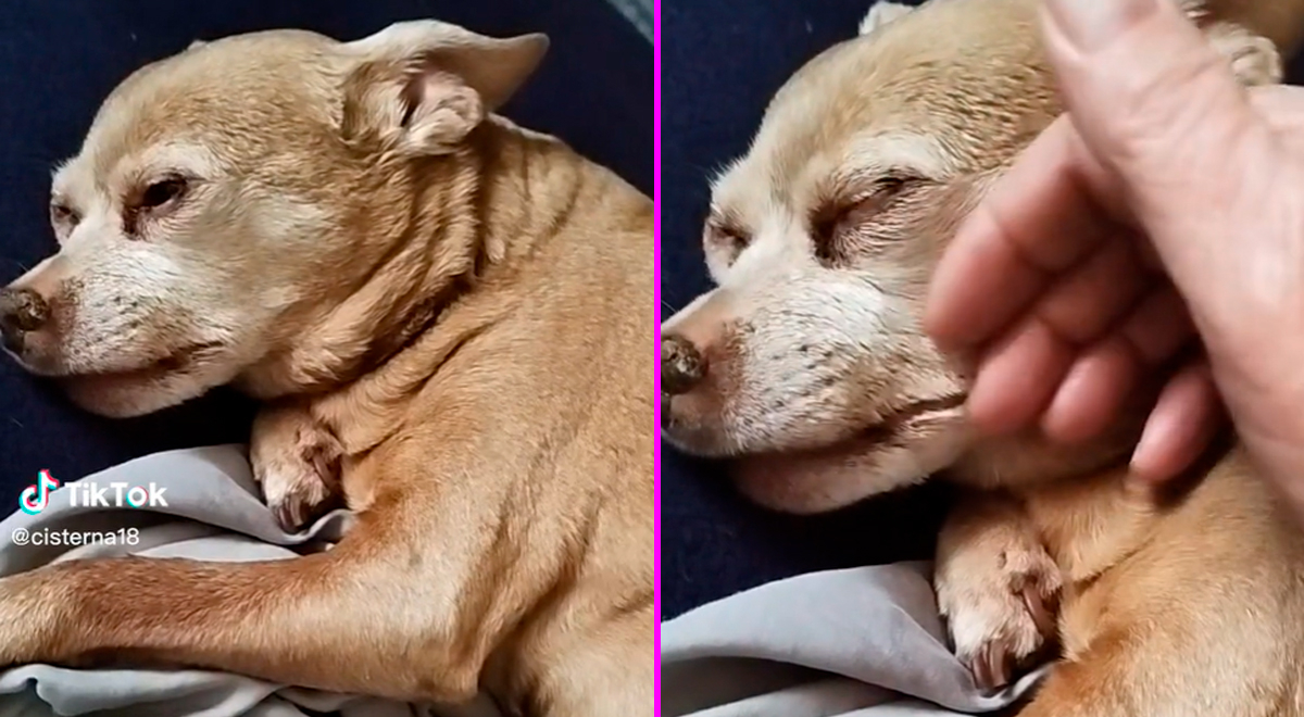 TikTok viral: Adulta mayor se despide de su perrito tras nueve años de ...