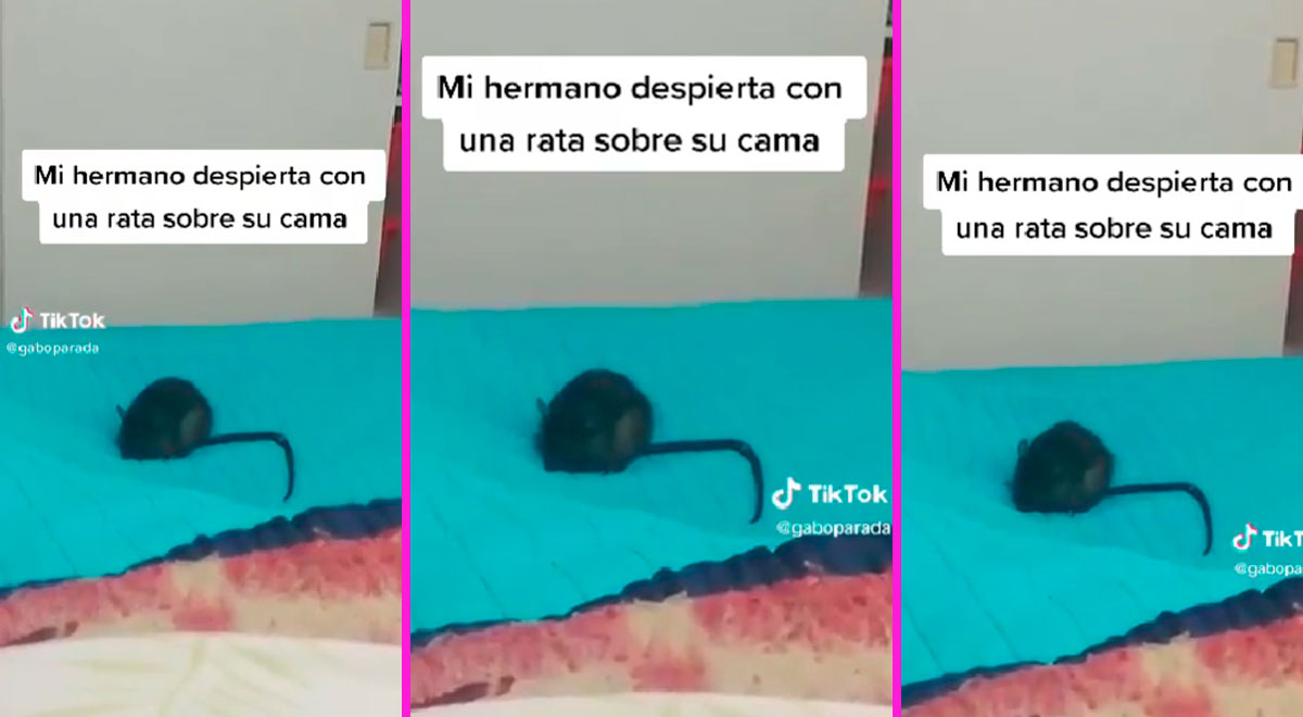 TikTok viral: Joven amanece con gigantesca rata sobre su cama y su reacción  es viral en redes sociales: “¡Mamá!” | video | El Popular