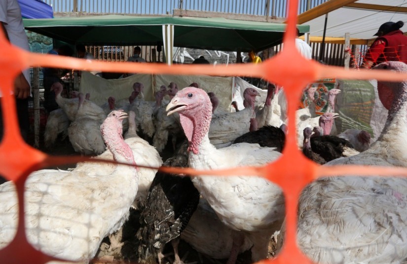 Bird Flu In Humans: 11-year-old Girl Died From Infection In Cambodia ...