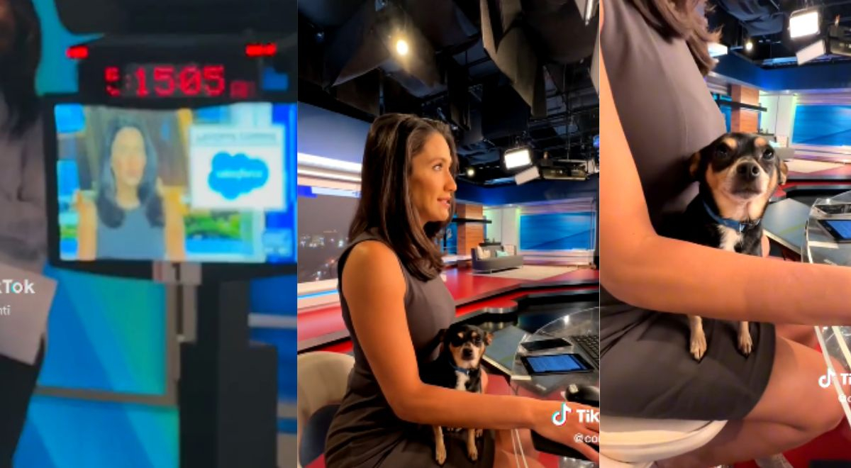 TikTok viral: Presentadora de televisión lleva a su perro al set y ...