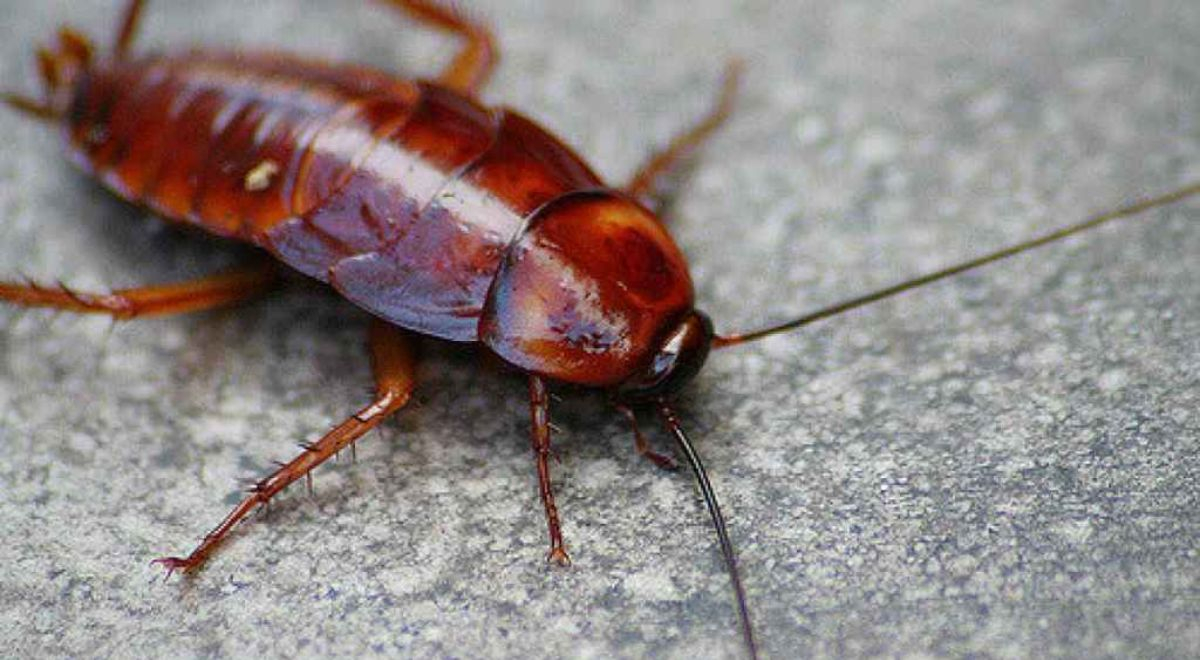 Cucarachas | ¿Cuál es la función de este insecto en el mundo? | Popular