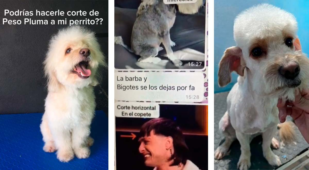 Las últimas tendencias en cortes de pelo para perros