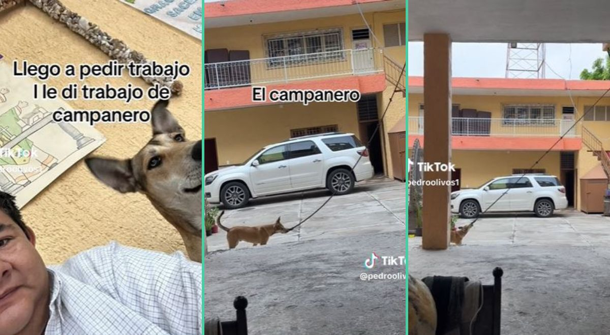 TikTok viral | Perrito trabaja como campanero en parroquia y conmueve a ...