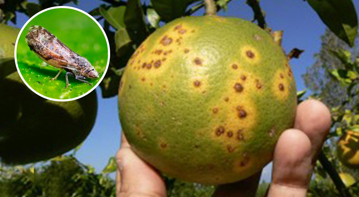 Dragón Amarillo: plaga mortal estaría ingresando al Perú tras