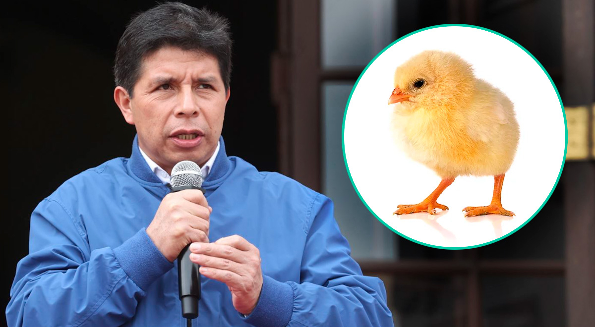 Pedro Castillo: IA Traduce Al Inglés La Historia Del “pollo Vivo O ...