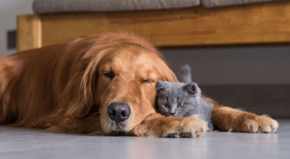 Soñar con mi mascota fallecida, qué significa, significado de sueños El Popular Soñar con mi mascota fallecida, qué significa, significado de sueños El Popular