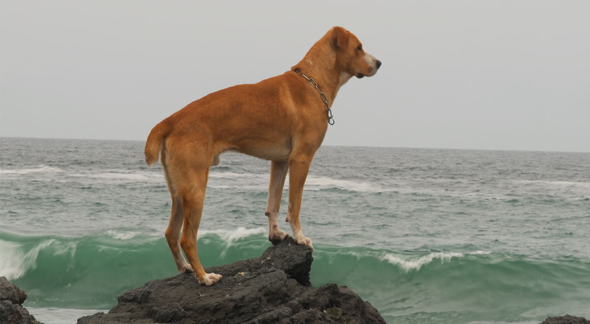 Película “Vaguito” y Cinemark anuncian proyección con causa benéfica