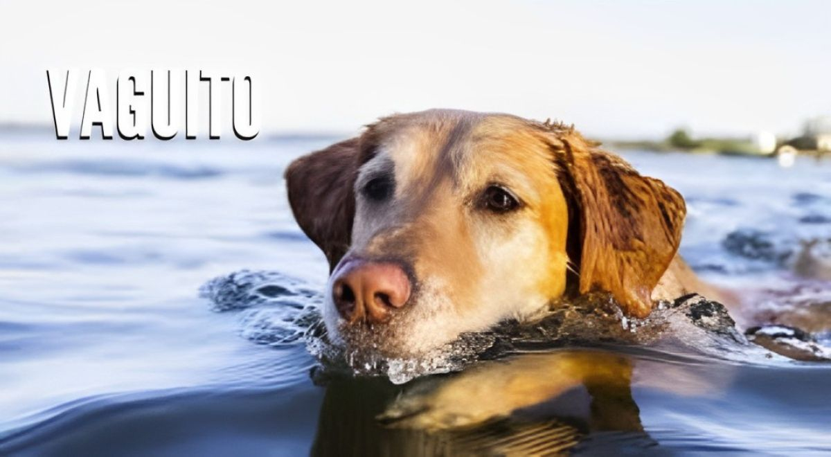 'Vaguito', película completa ¿dónde ver el filme y cómo acceder a