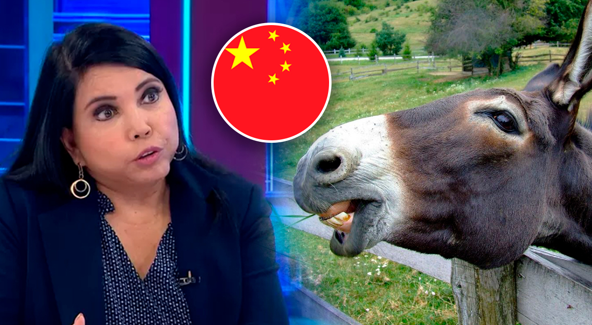 Carne de burro peruana es solicitada en China: Ministra confirma venta tras  fuerte 