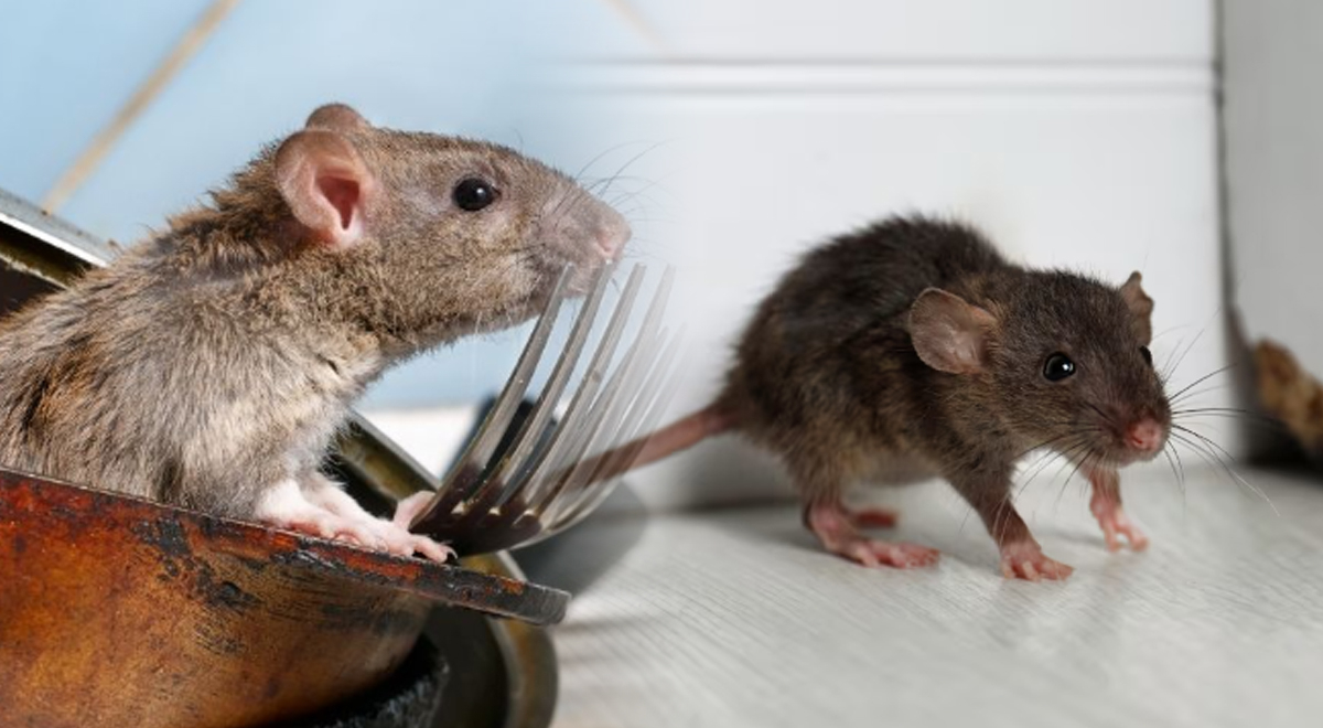 ¿Ratones en casa? Conoce la fruta que ofrece una solución rápida y ...