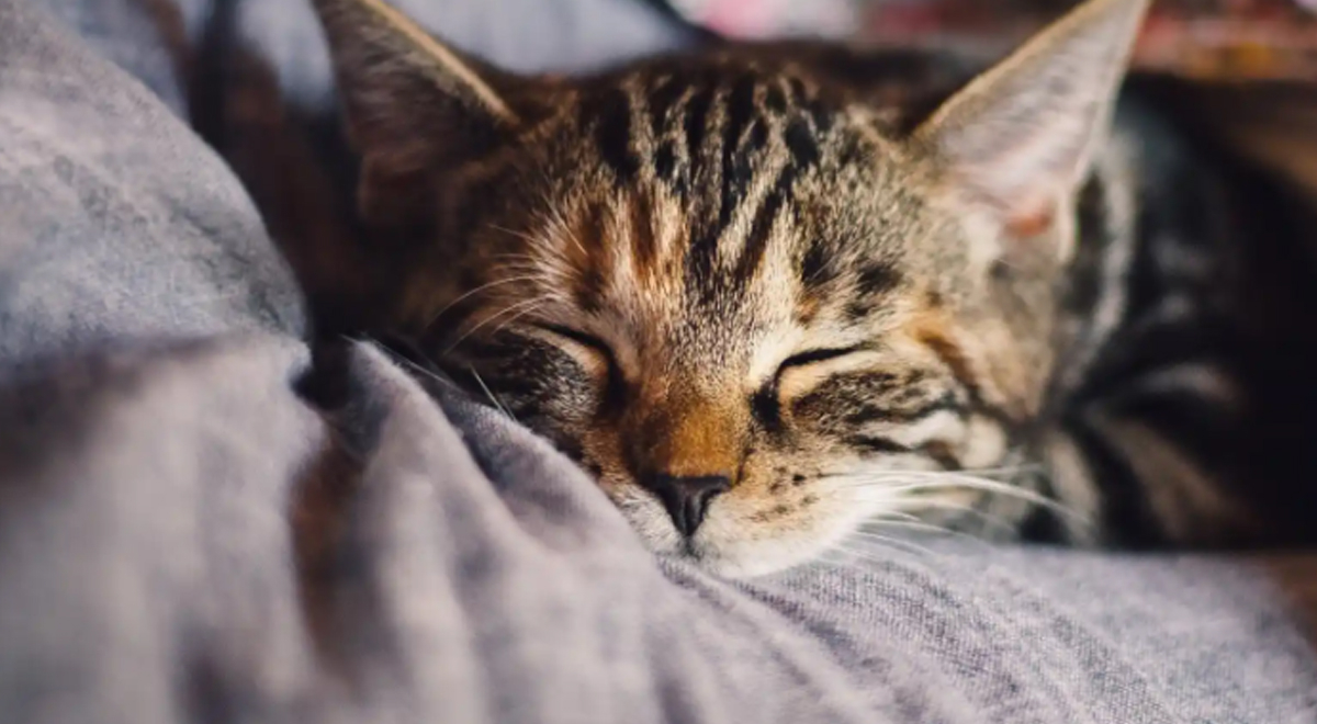 Los gatos no solo son mascota, también son beneficio para la salud. 