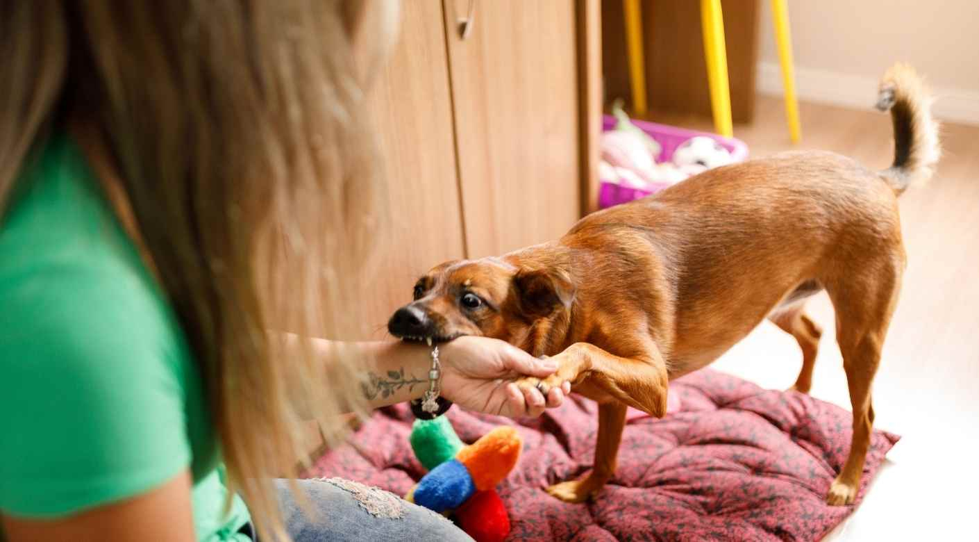 Comportamiento de los perros con sus dueños.