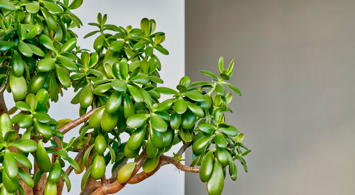 planta de jade